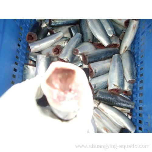 High Quality Frozen Gutted Cleaned Hgt Pacific Mackerel